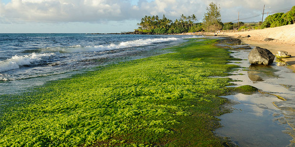 Marée verte sur la plage : les algues nous assiègent